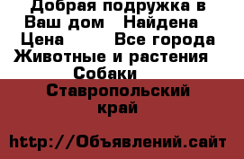 Добрая подружка,в Ваш дом!!!Найдена › Цена ­ 10 - Все города Животные и растения » Собаки   . Ставропольский край